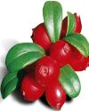 lingonberry