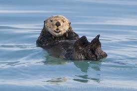 Sea Otter