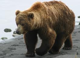 Grizzly Bear