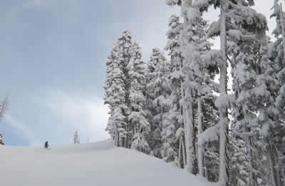 snow-heavy-trees.jpg