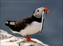 Puffin